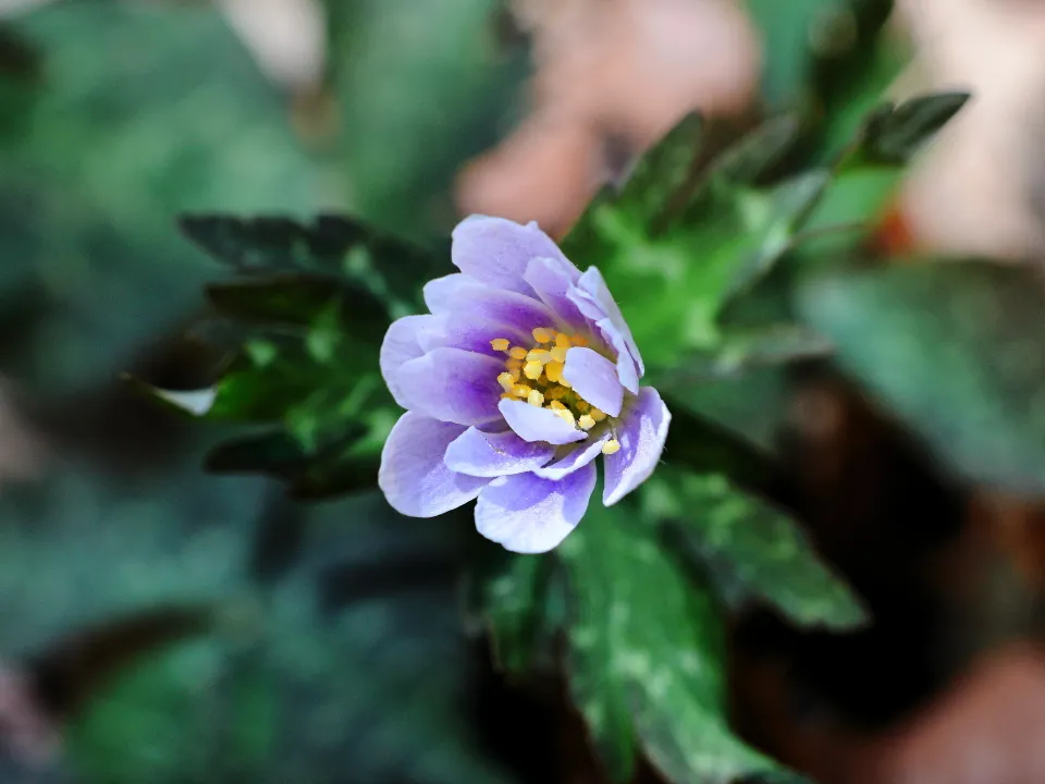 ユキワリイチゲ