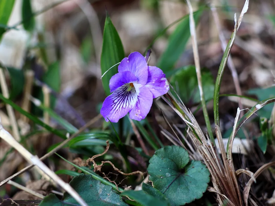 ナガバノタチツボスミレ