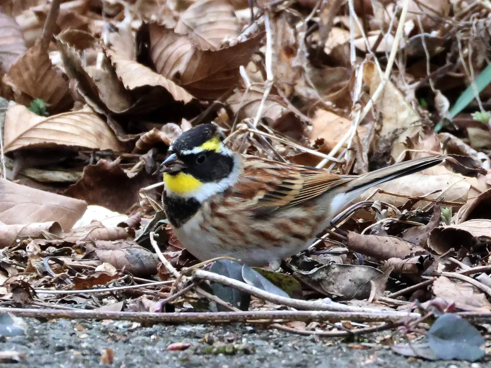 ミヤマホオジロ♂