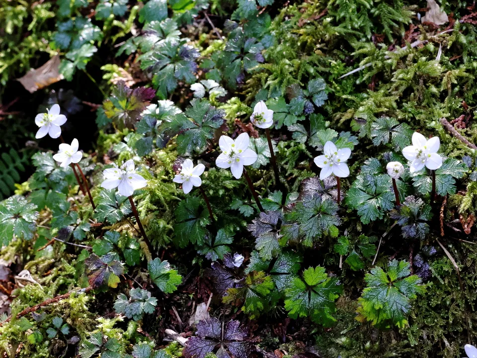 バイカオウレン