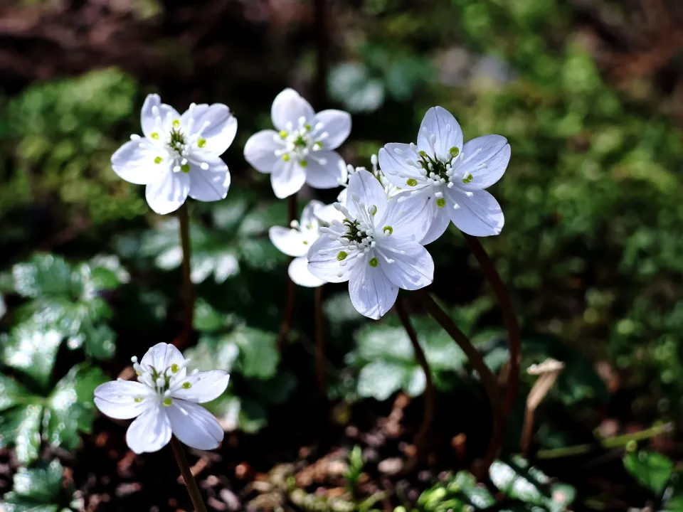 バイカオウレン