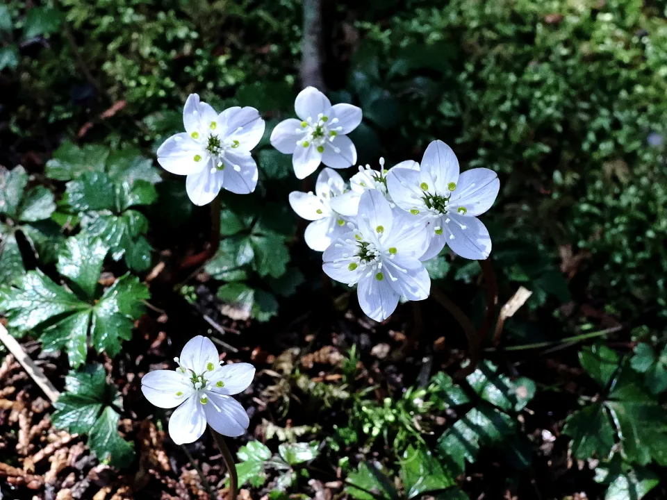 バイカオウレン