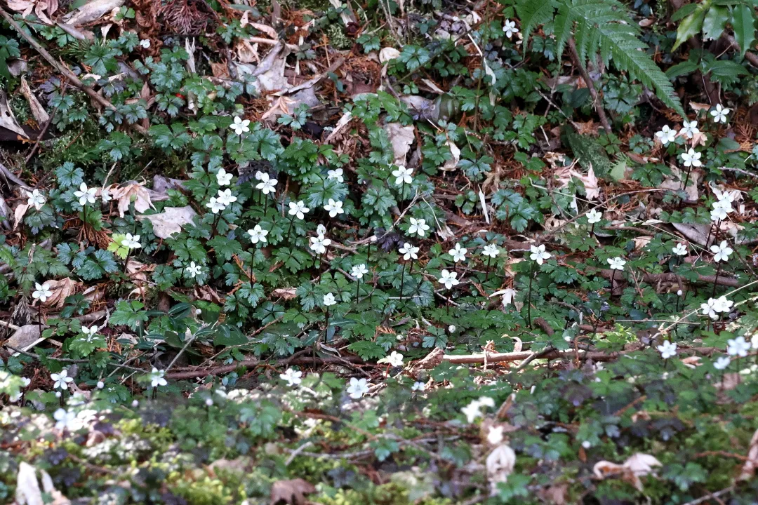 バイカオウレン群生