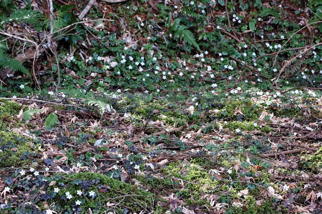 バイカオウレン群生