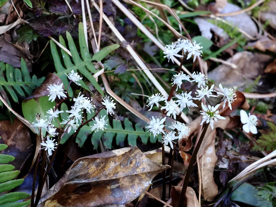 セリバオウレン