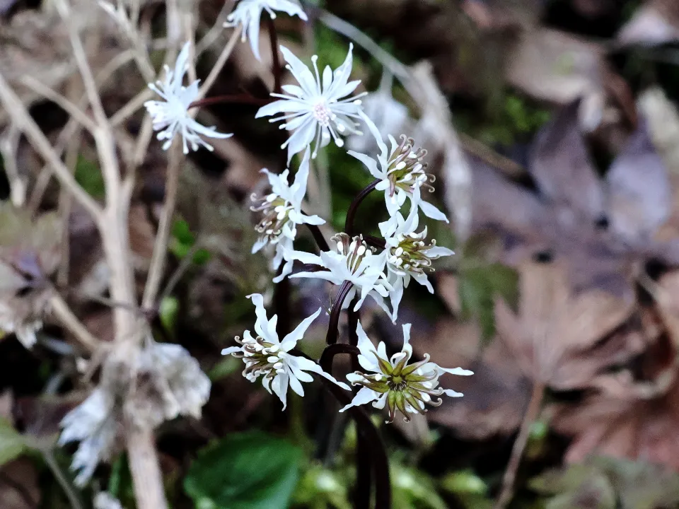 セリバオウレン