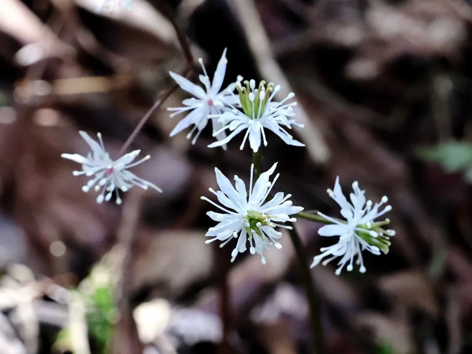 セリバオウレン
