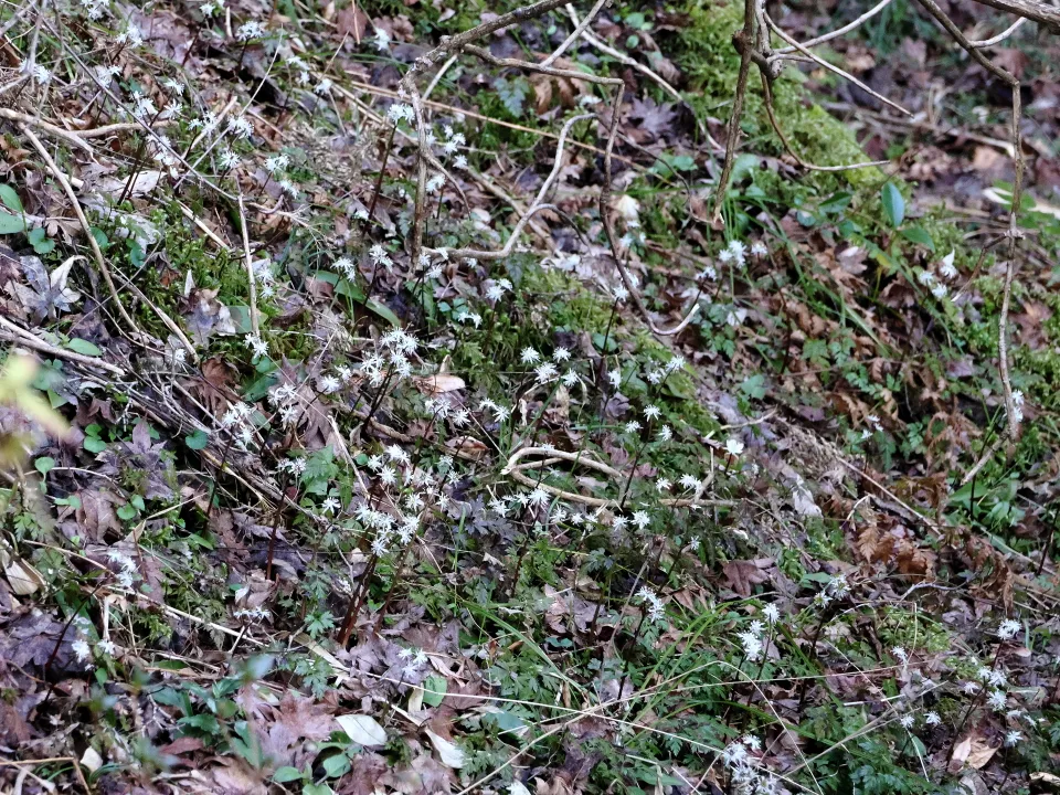 セリバオウレン群生