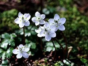 バイカオウレン