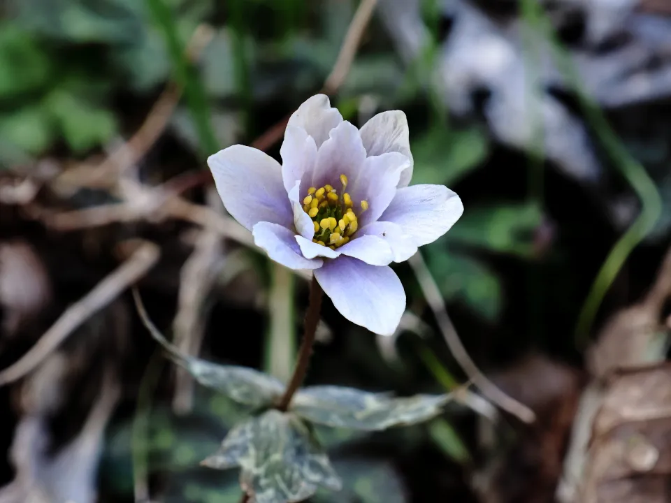 ユキワリイチゲ