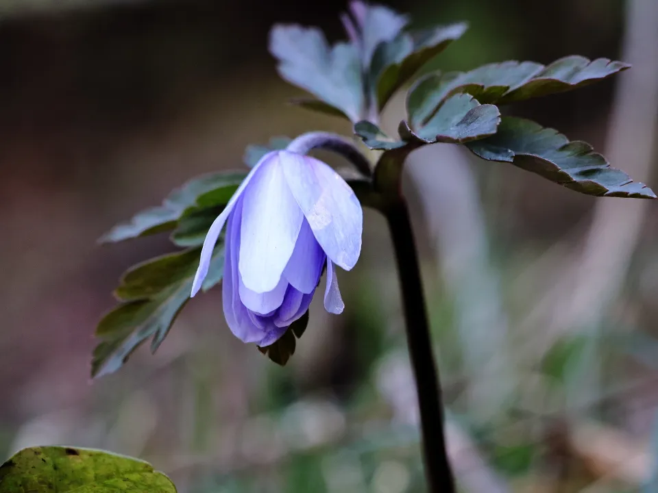 キクザキイチゲ