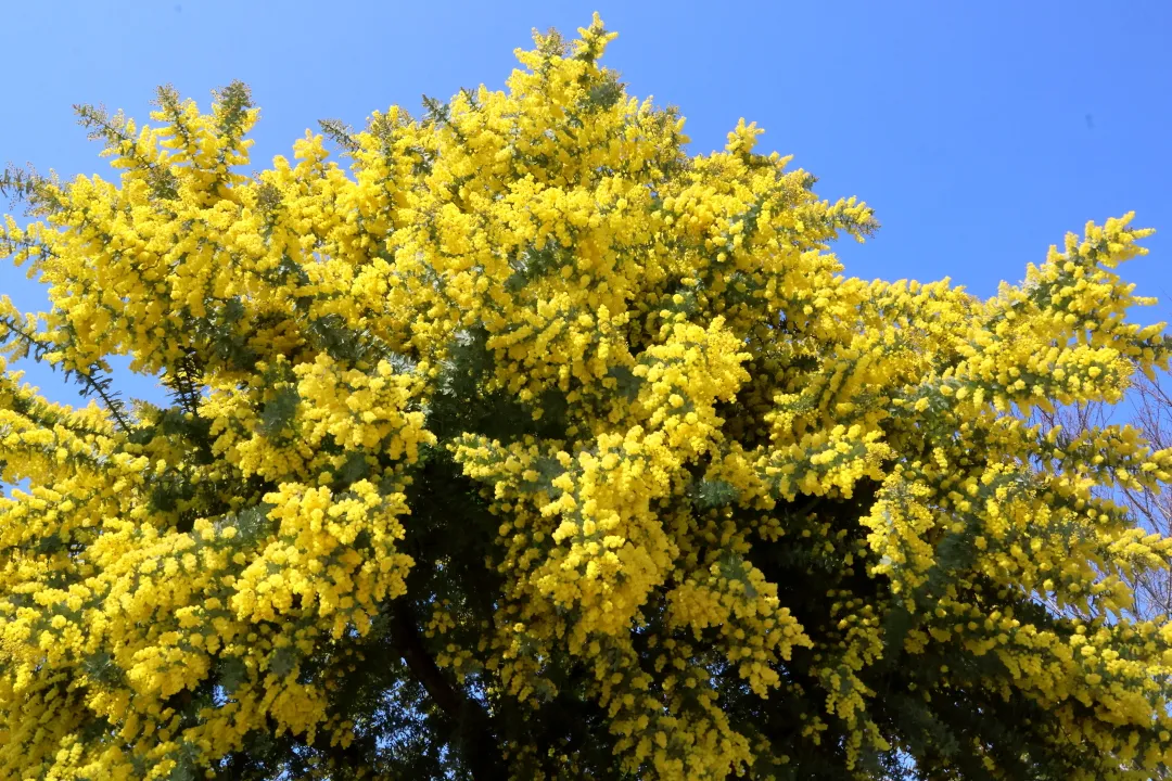 ギンヨウアカシア