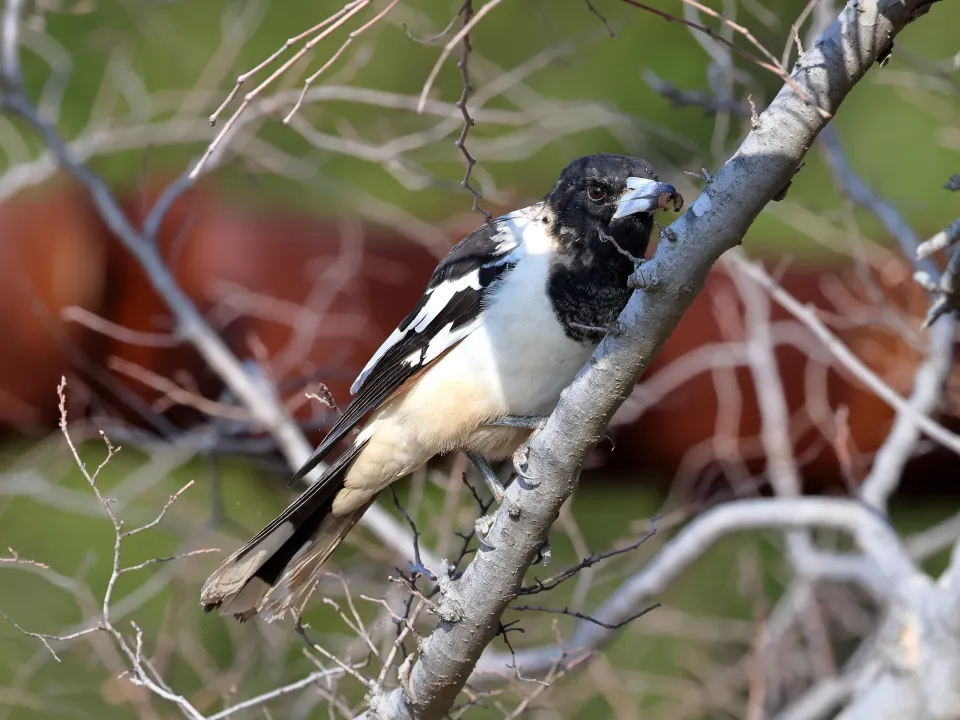 ノドグロモズガラス