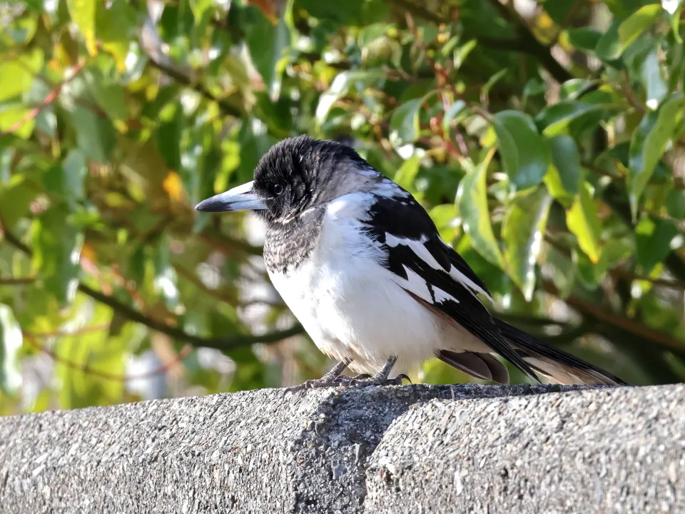 ノドグロモズガラス