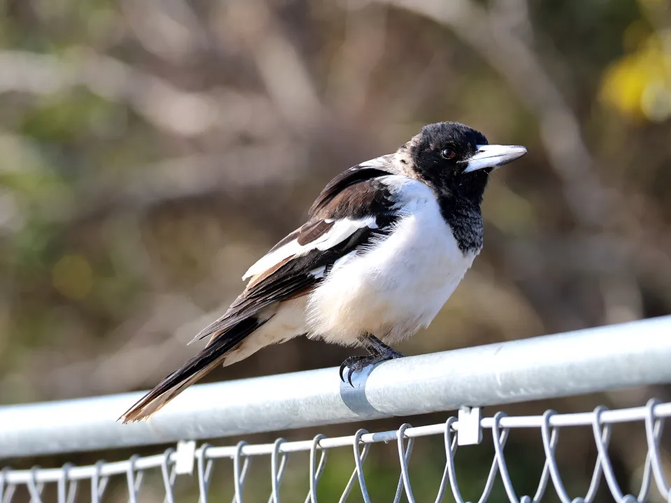 ノドグロモズガラス