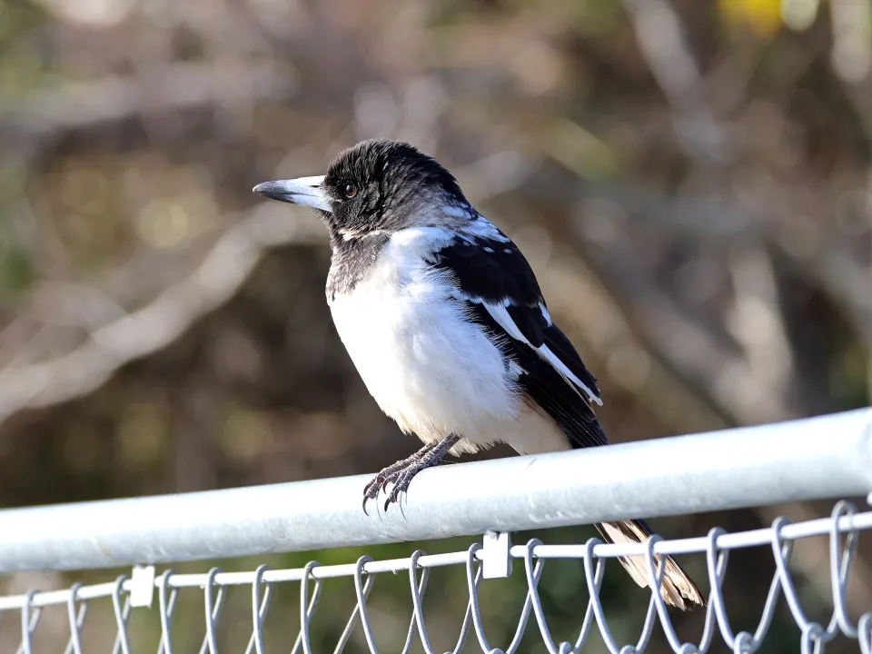 ノドグロモズガラス