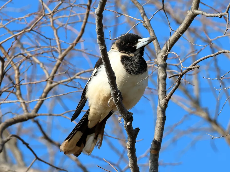 ノドグロモズガラス