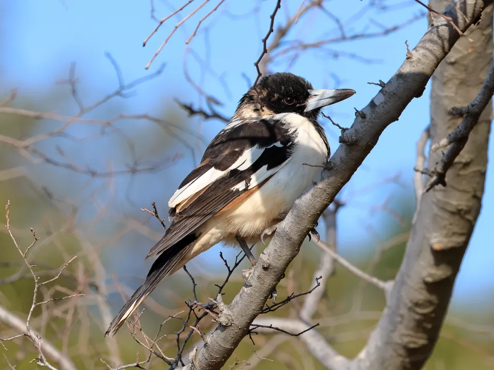 ノドグロモズガラス