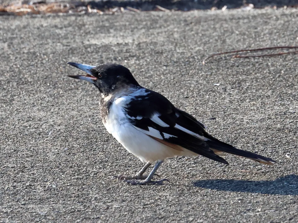 ノドグロモズガラス