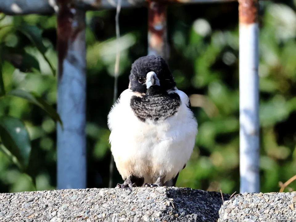 ノドグロモズガラス