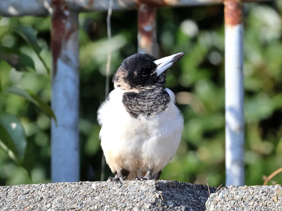 ノドグロモズガラス