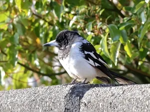 ノドグロモズガラス