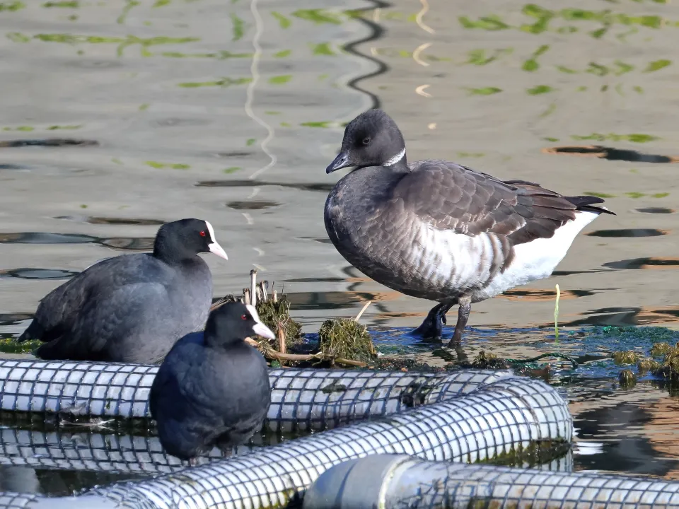 オオバンとコクガン