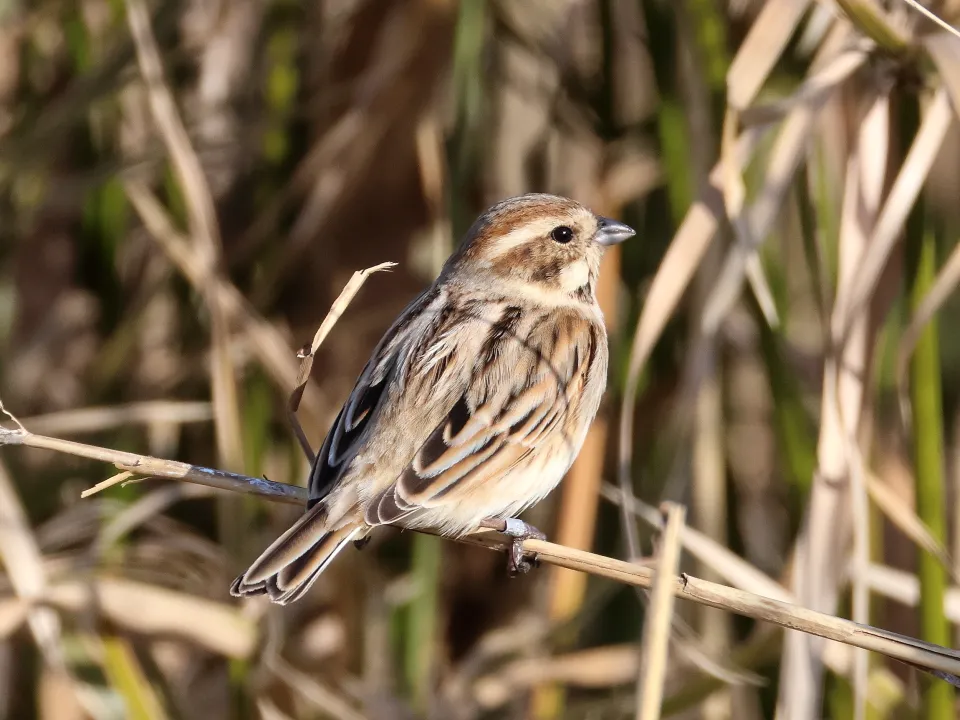 オオジュリン♀