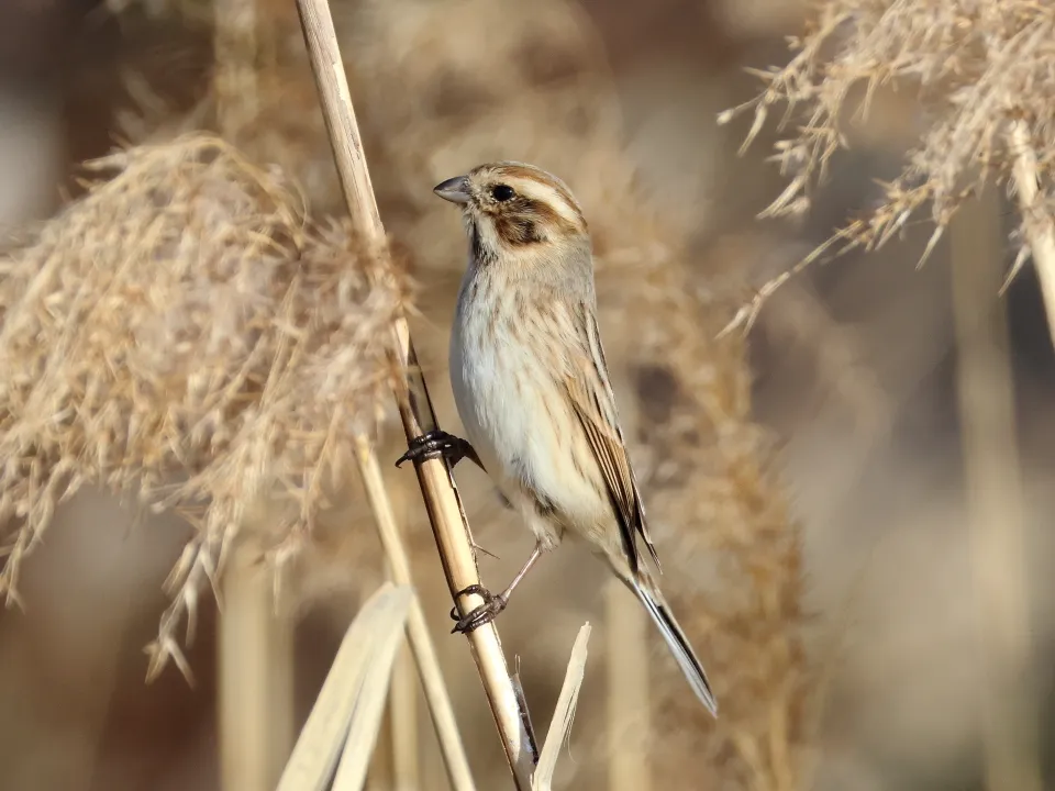 オオジュリン♂