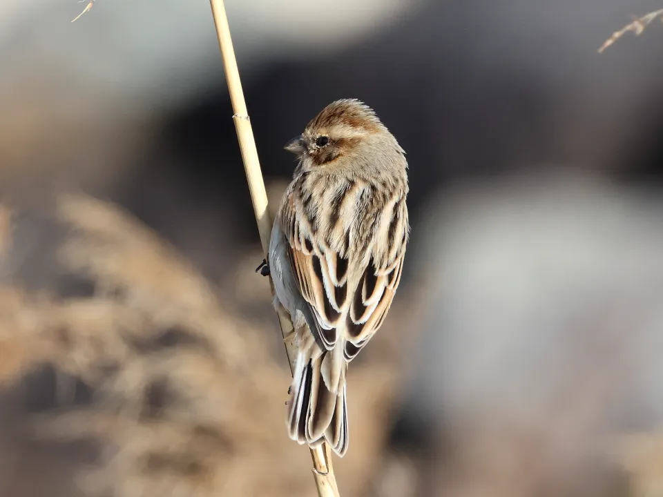 オオジュリン♂