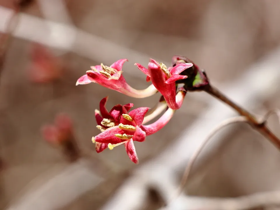 ヤマウグイスカグラ