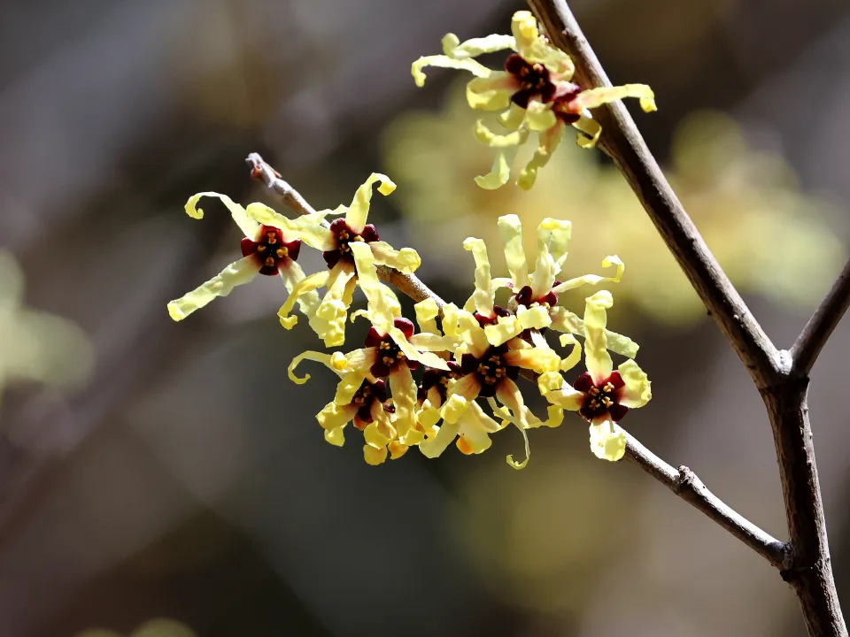 マルバマンサク