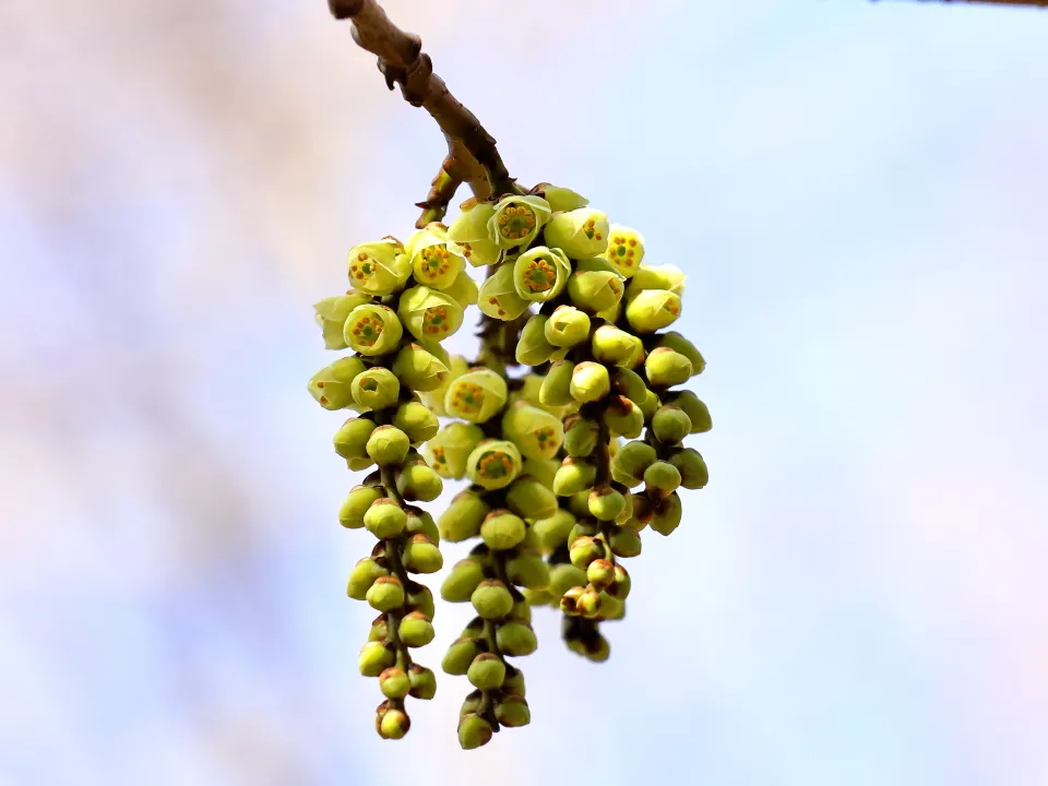 ナンバンキブシ