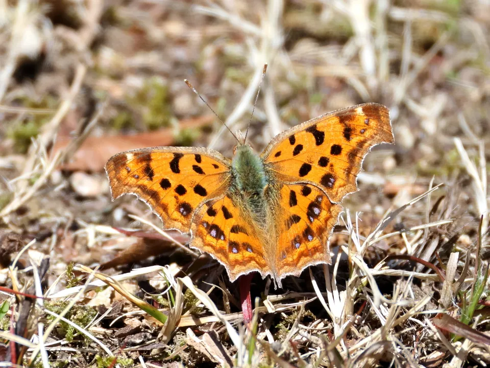 キタテハ秋型♀