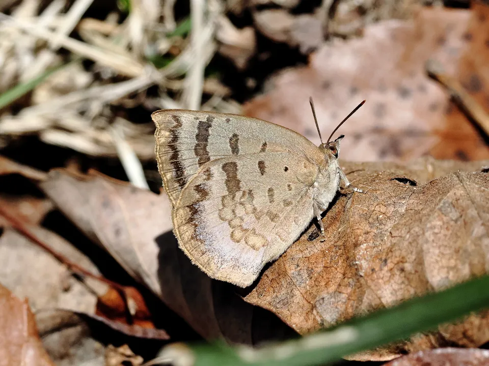 ムラサキシジミ