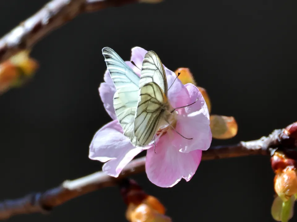 スジグロシロチョウ春型♂