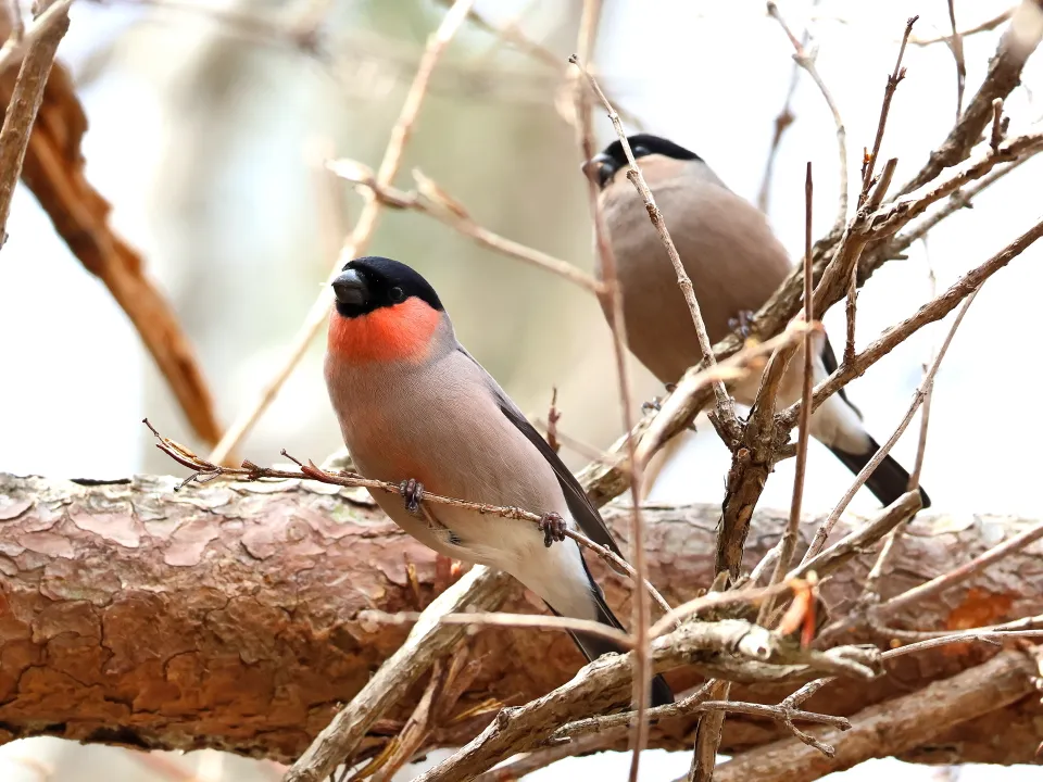 アカウソ♂と♀