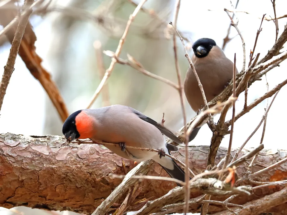 アカウソ♂と♀