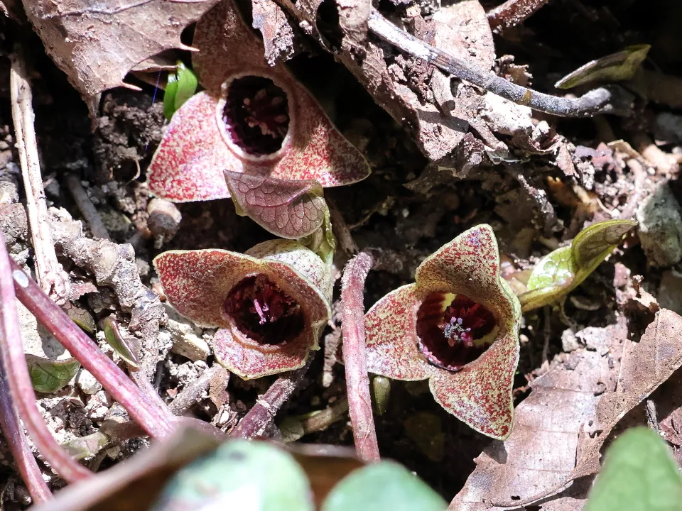 ヒメカンアオイ