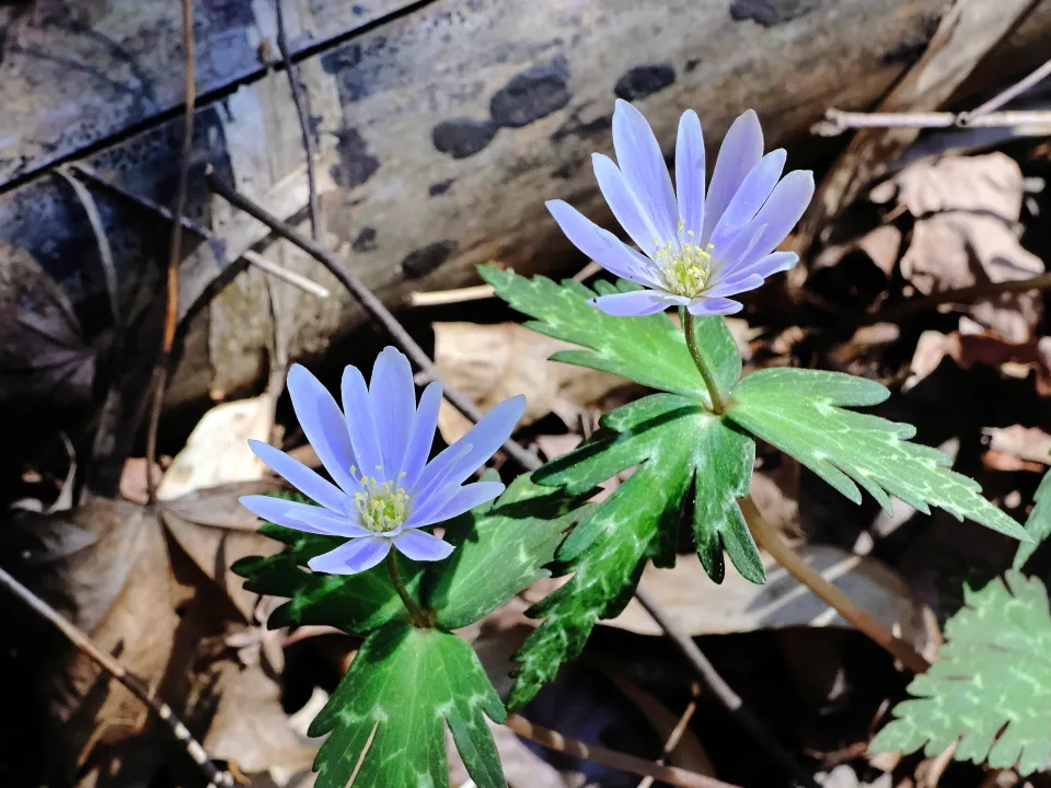 ユキワリイチゲ