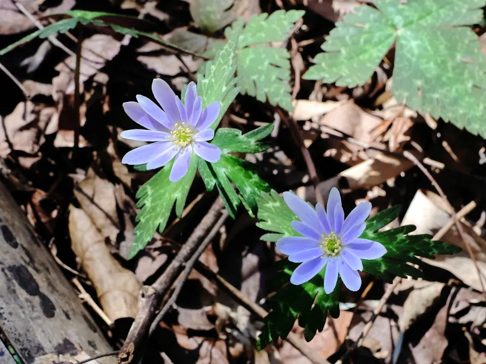 ユキワリイチゲ