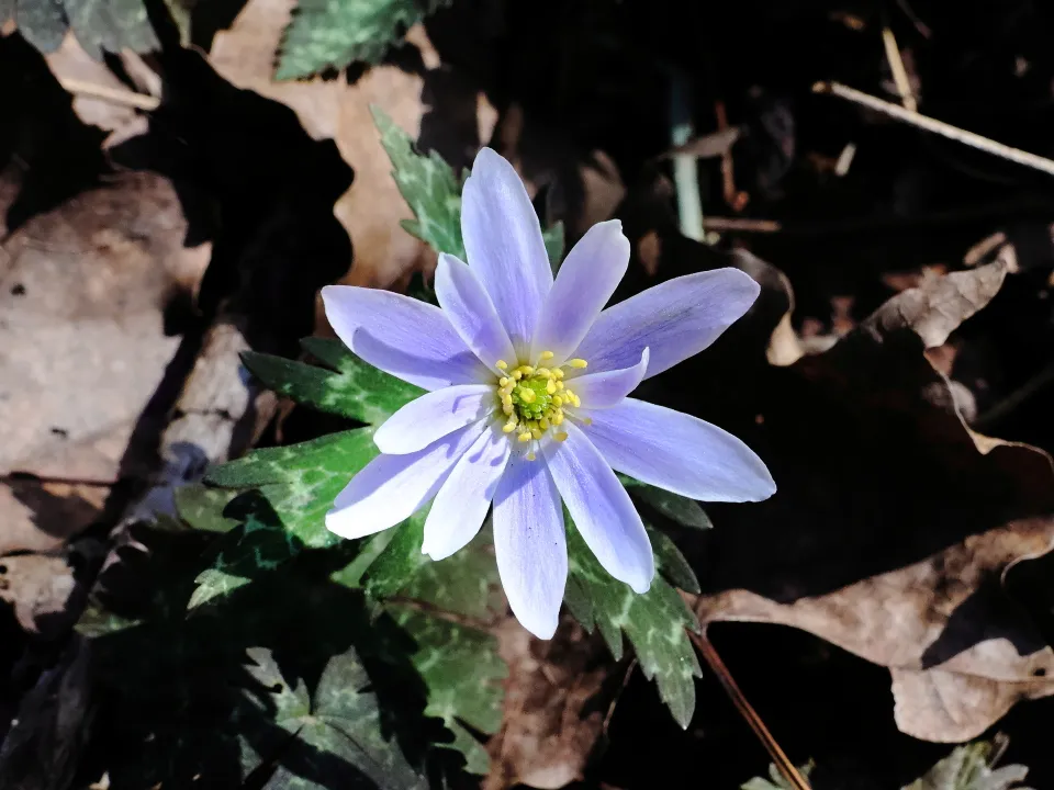 ユキワリイチゲ