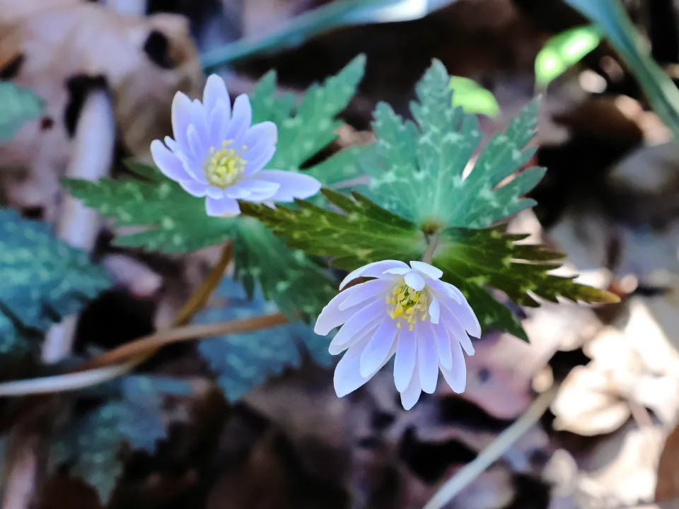 ユキワリイチゲ