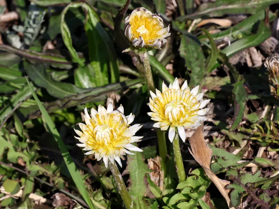 シロバナタンポポ