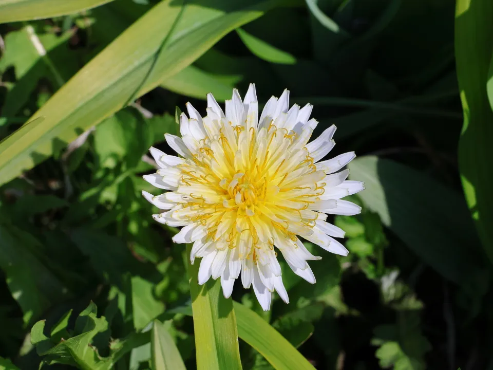 シロバナタンポポ