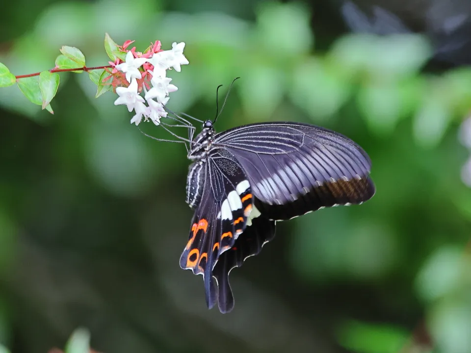 モンキアゲハ♀