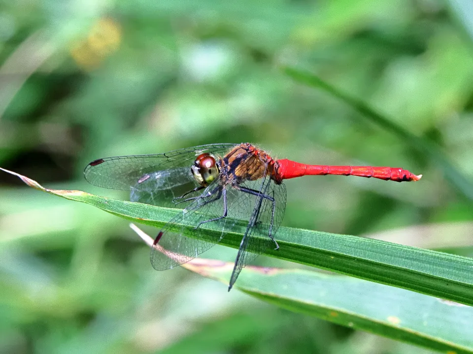 マユタテアカネ♂