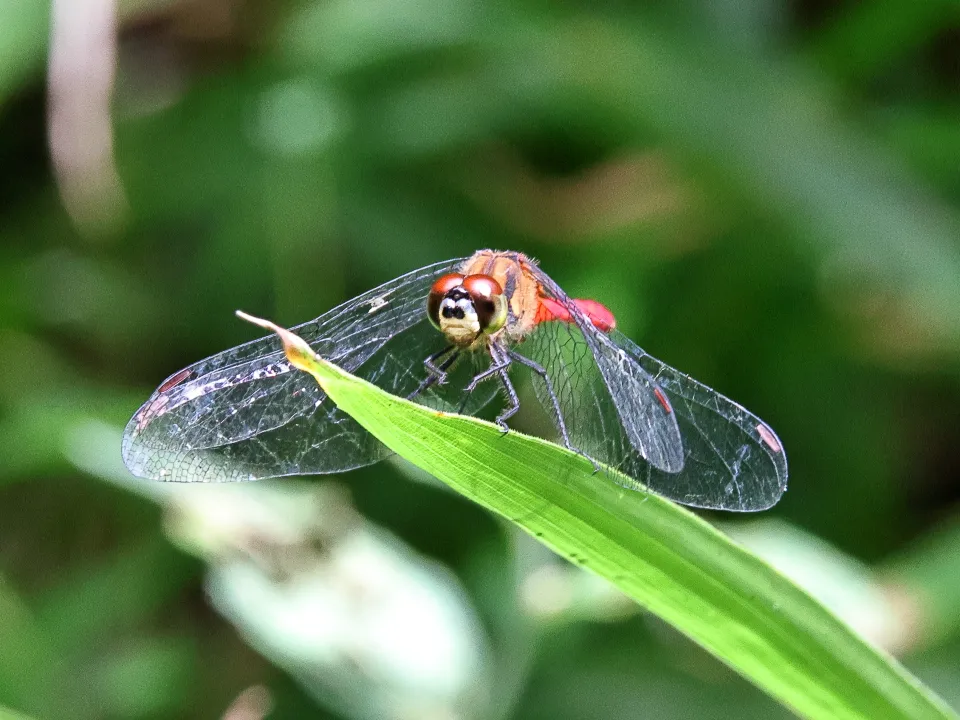 マユタテアカネ♂