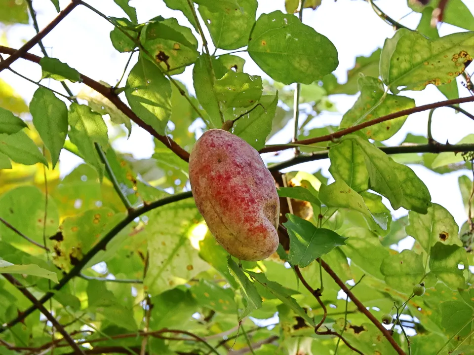 アケビの果実