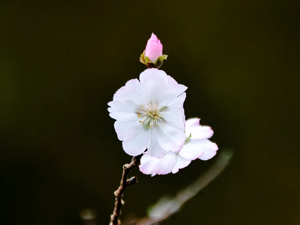 十月桜